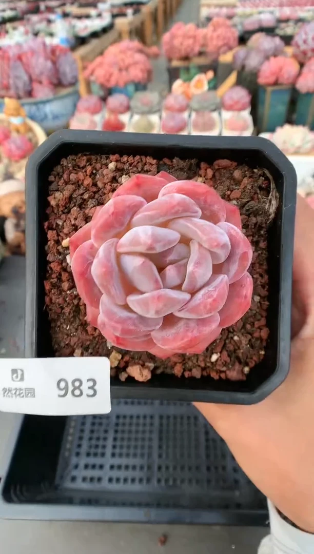 【闪购商品】983冰橙一物一拍