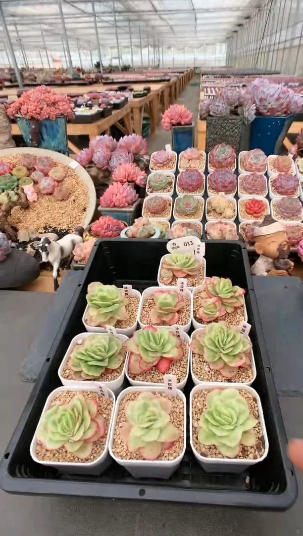 【闪购商品】011冰玫瑰锦量拍