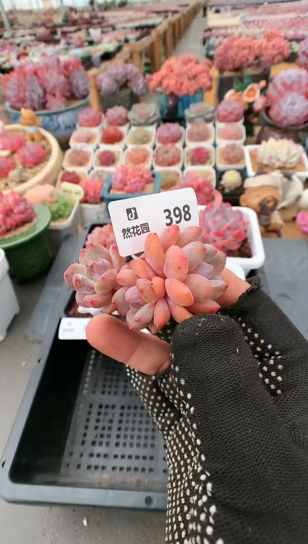 【闪购商品】398雪天使一物一拍
