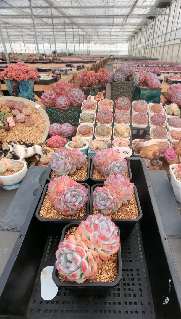 【闪购商品】072双头星影量拍