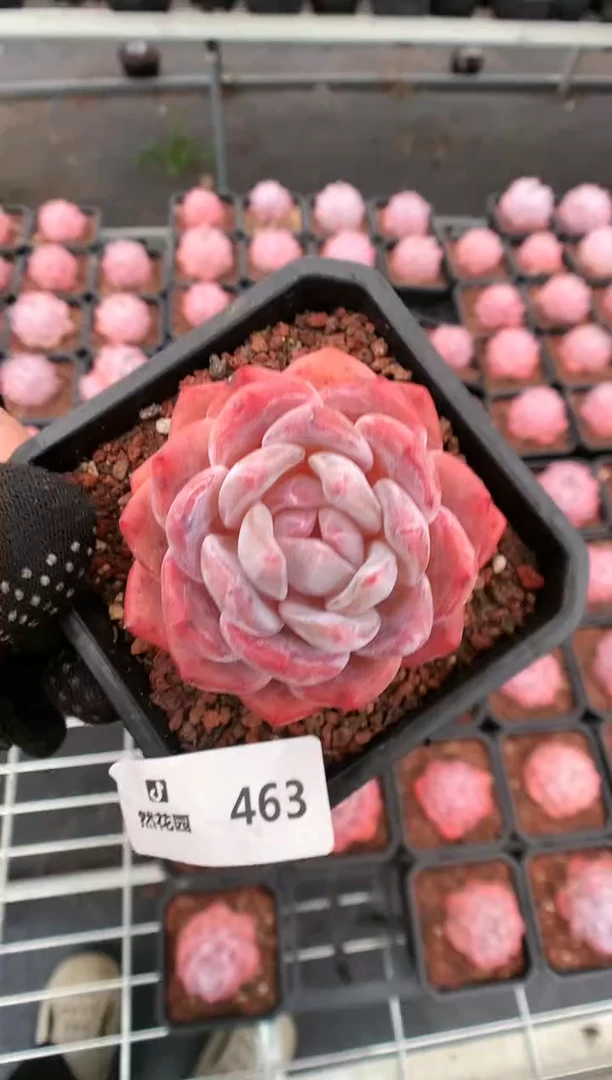 【闪购商品】463冰橙一物一拍