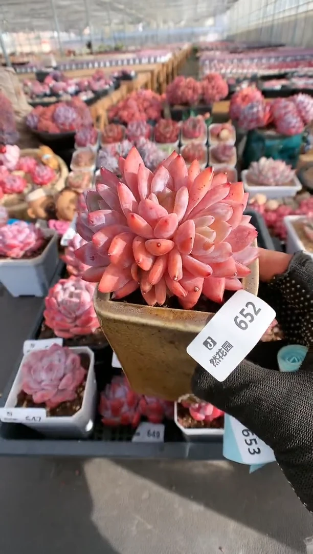 【闪购商品】652雪天使一物一拍