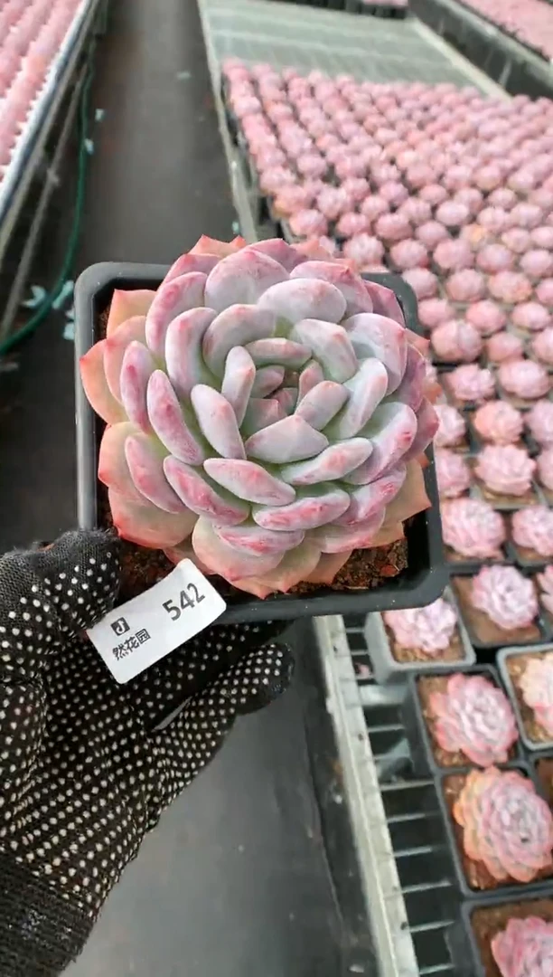 【闪购商品】542梦露一物一拍