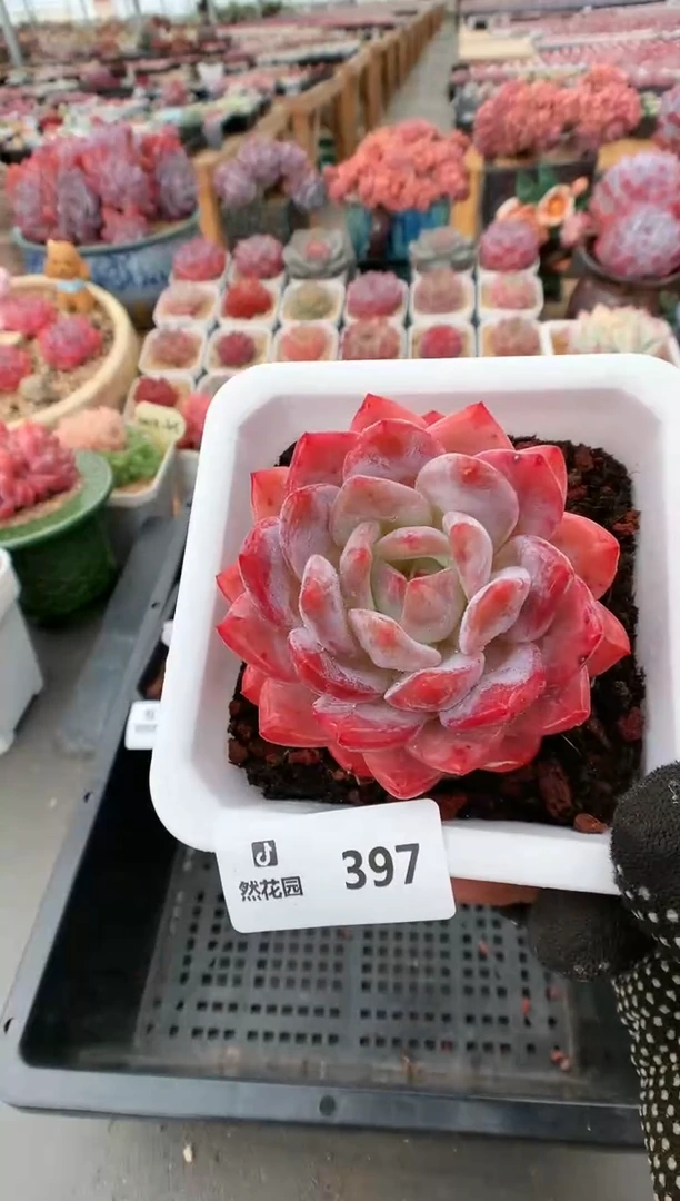 【闪购商品】397果冻橙一物一拍