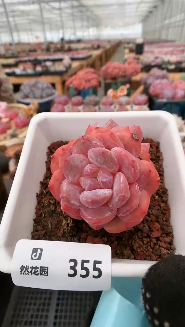 【闪购商品】355橘子梦露一物一拍