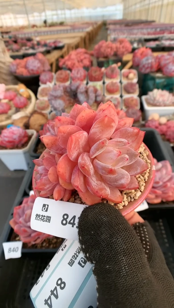 【闪购商品】841雪天使一物一拍