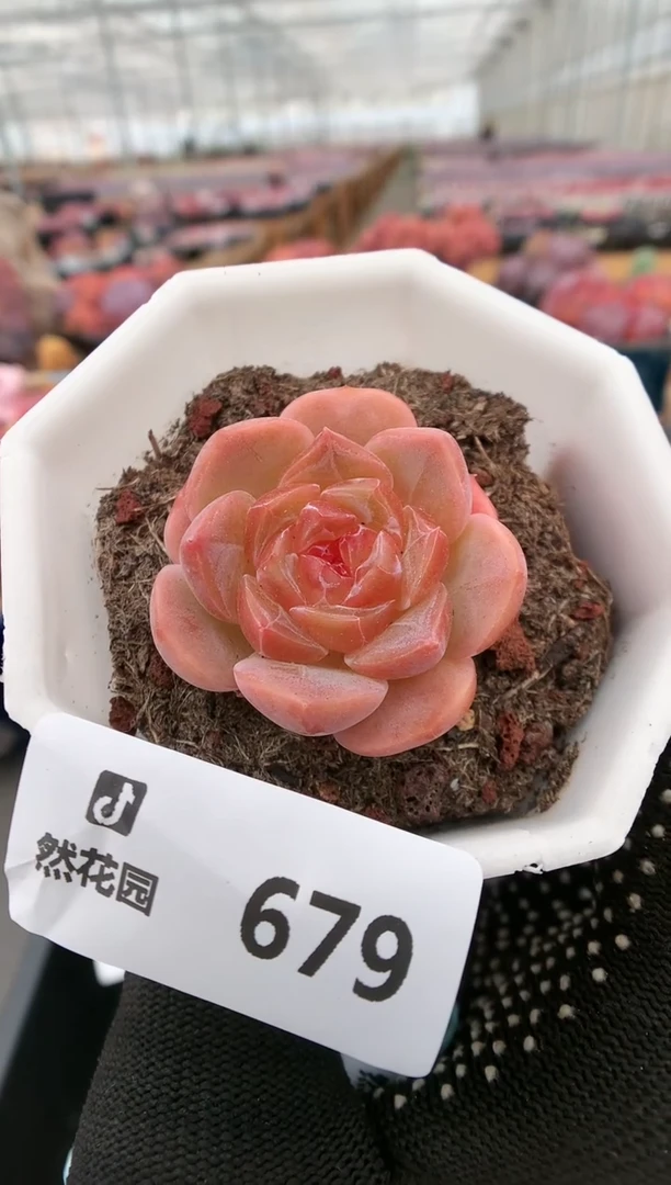 【闪购商品】679汉堡杂一物一拍