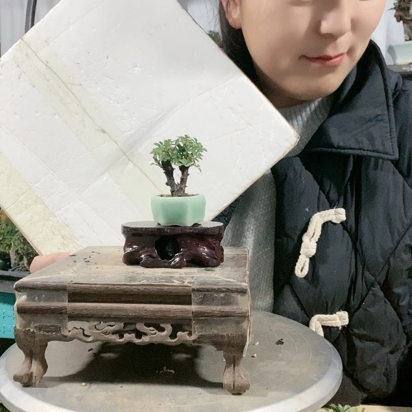 【闪购商品】盆景清****随