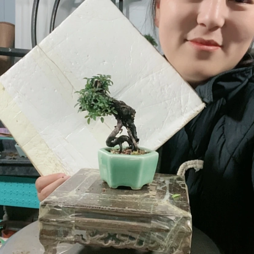 【闪购商品】盆景王*