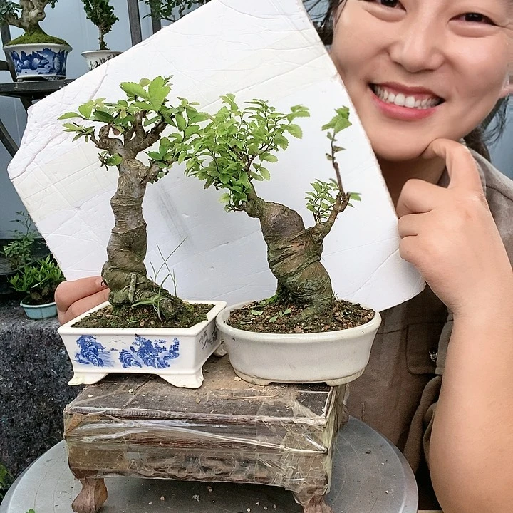 盆景用****6榆树2棵