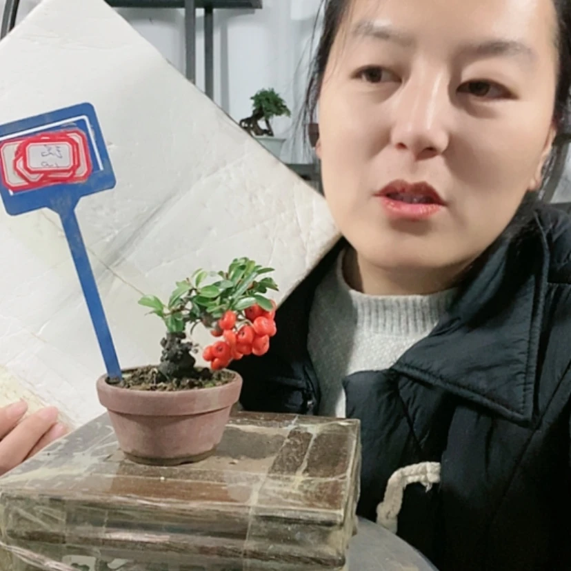 【闪购商品】盆景王*