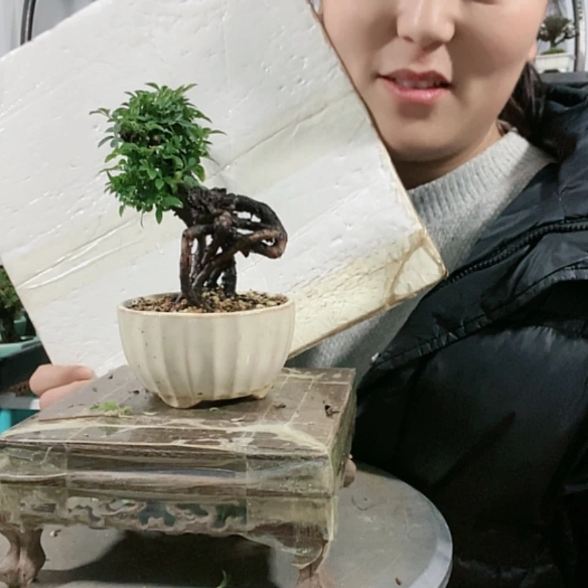 【闪购商品】盆景叫***洒