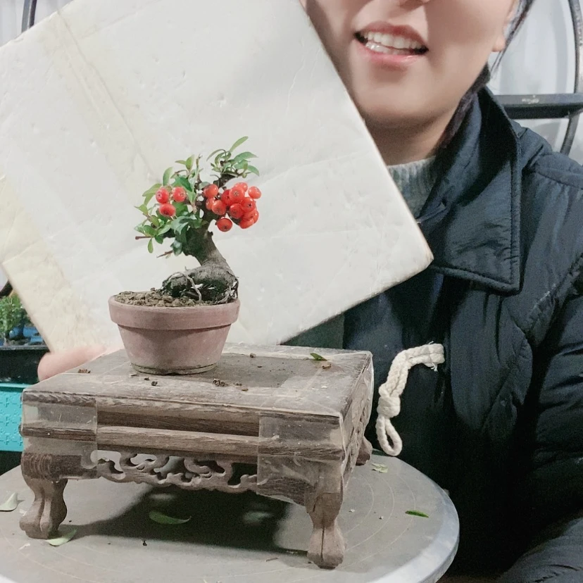 【闪购商品】盆景菲**吖