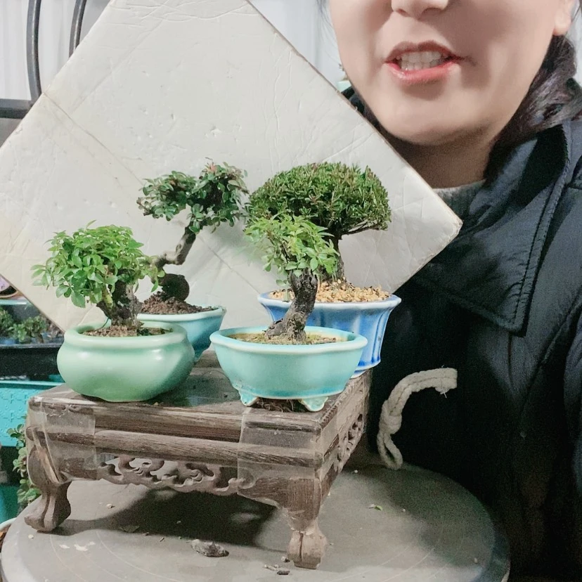 【闪购商品】盆景爱****心