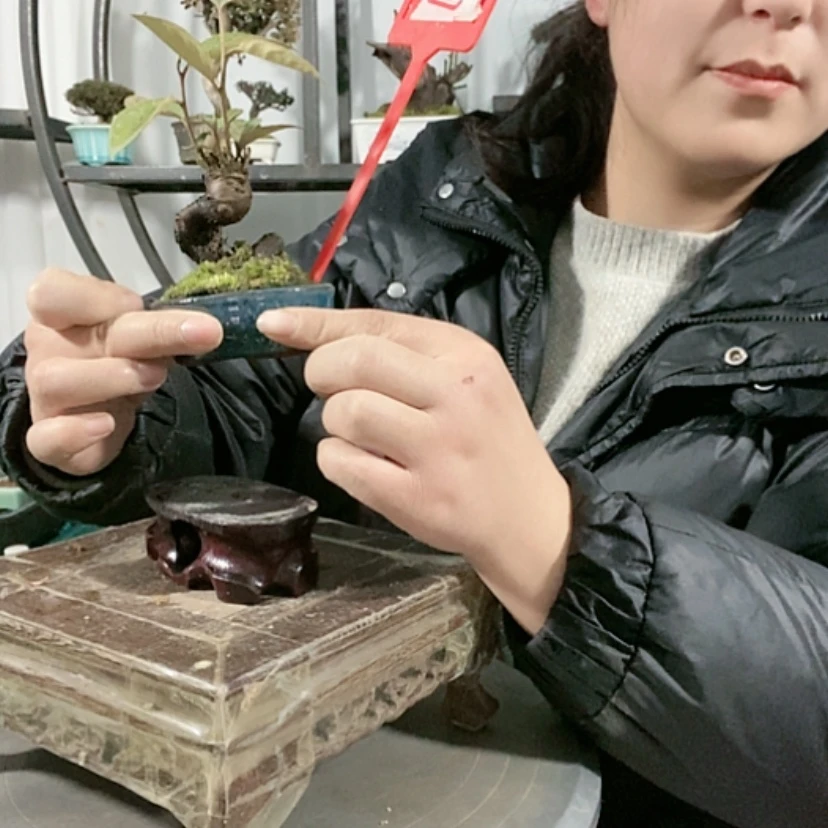 【闪购商品】盆景小*豚