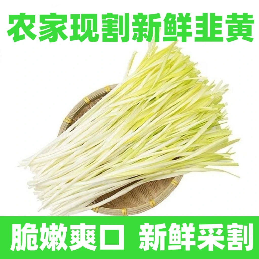 农家新鲜现割韭黄健康营养蔬菜