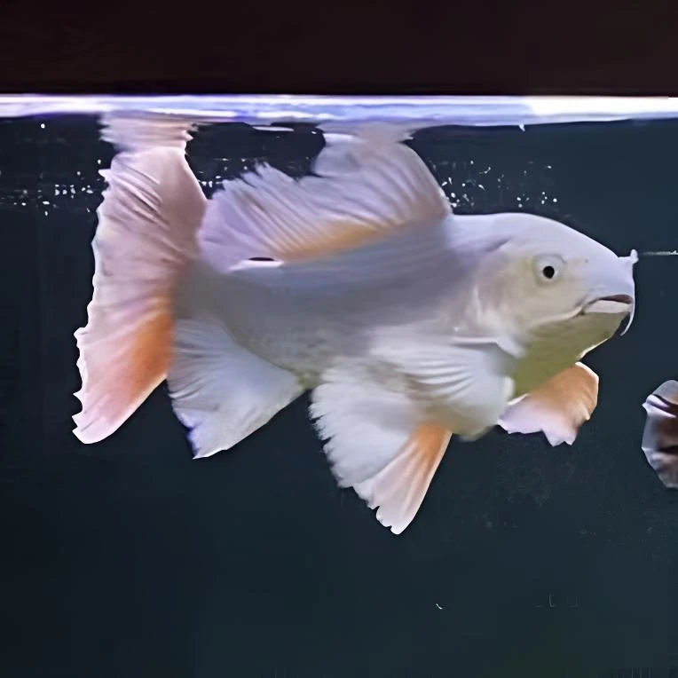 精品蝴蝶鲤（3-30公分）拍鱼链接