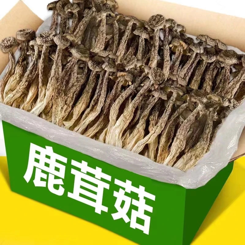 新货鹿茸菇500g农家特产鹿茸菌新鲜干货煲汤炒菜食用菌香菇50g装
