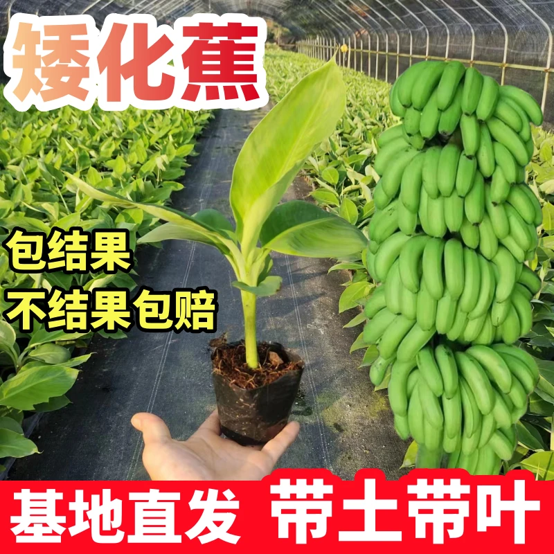 正宗香蕉苗矮化蕉苗粉蕉苗皇帝蕉苗中蕉9号香蕉树苗盆栽庭院种植