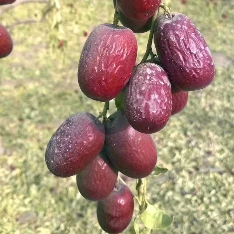 【2024新枣】新疆直发原生态灰枣未清洗若羌灰枣