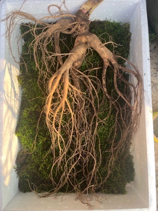 长白山人参 林下参 鲜参现挖直播间改价链接小疤小绣正常介意勿拍