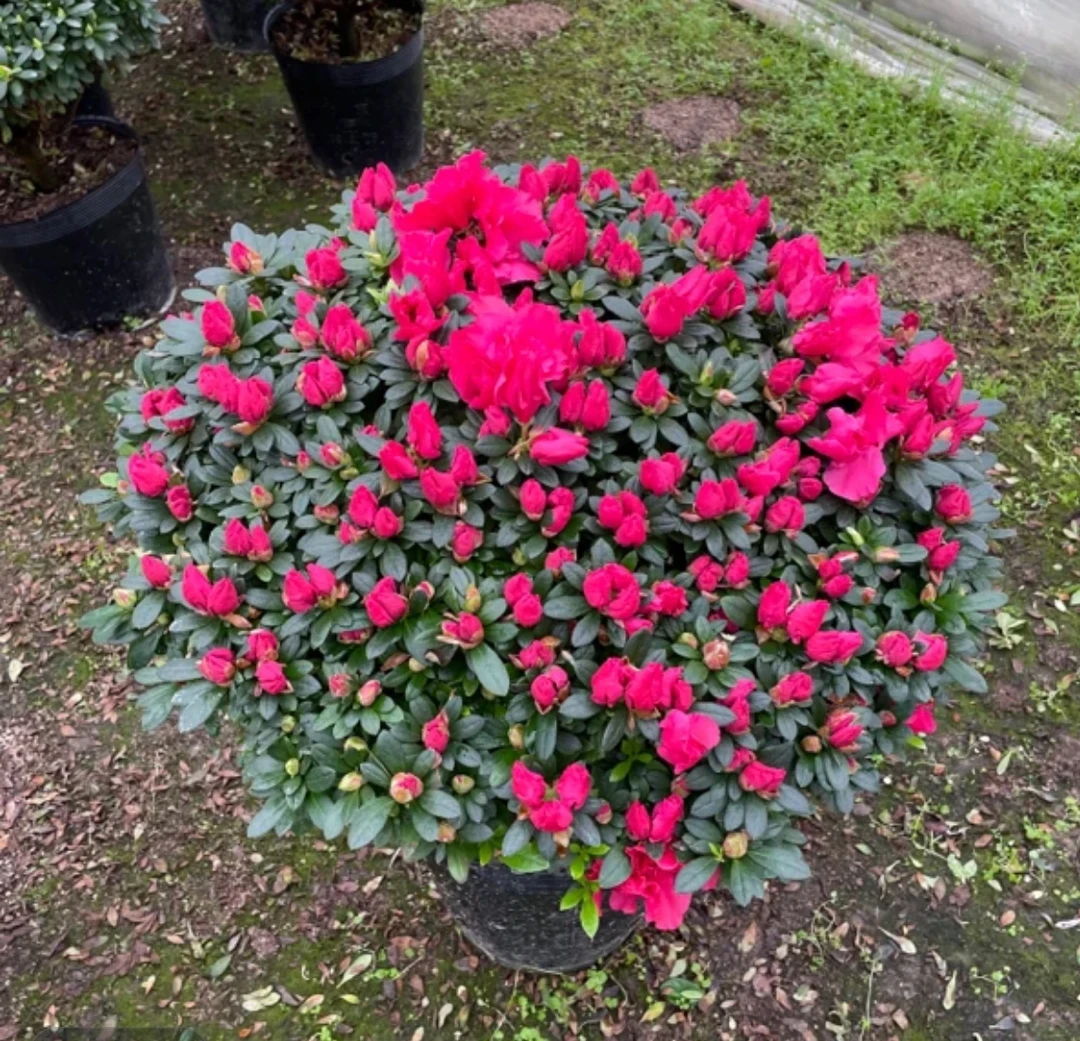 比利时四季杜鹃花室内庭院花园好养植物顺丰包邮送肥料