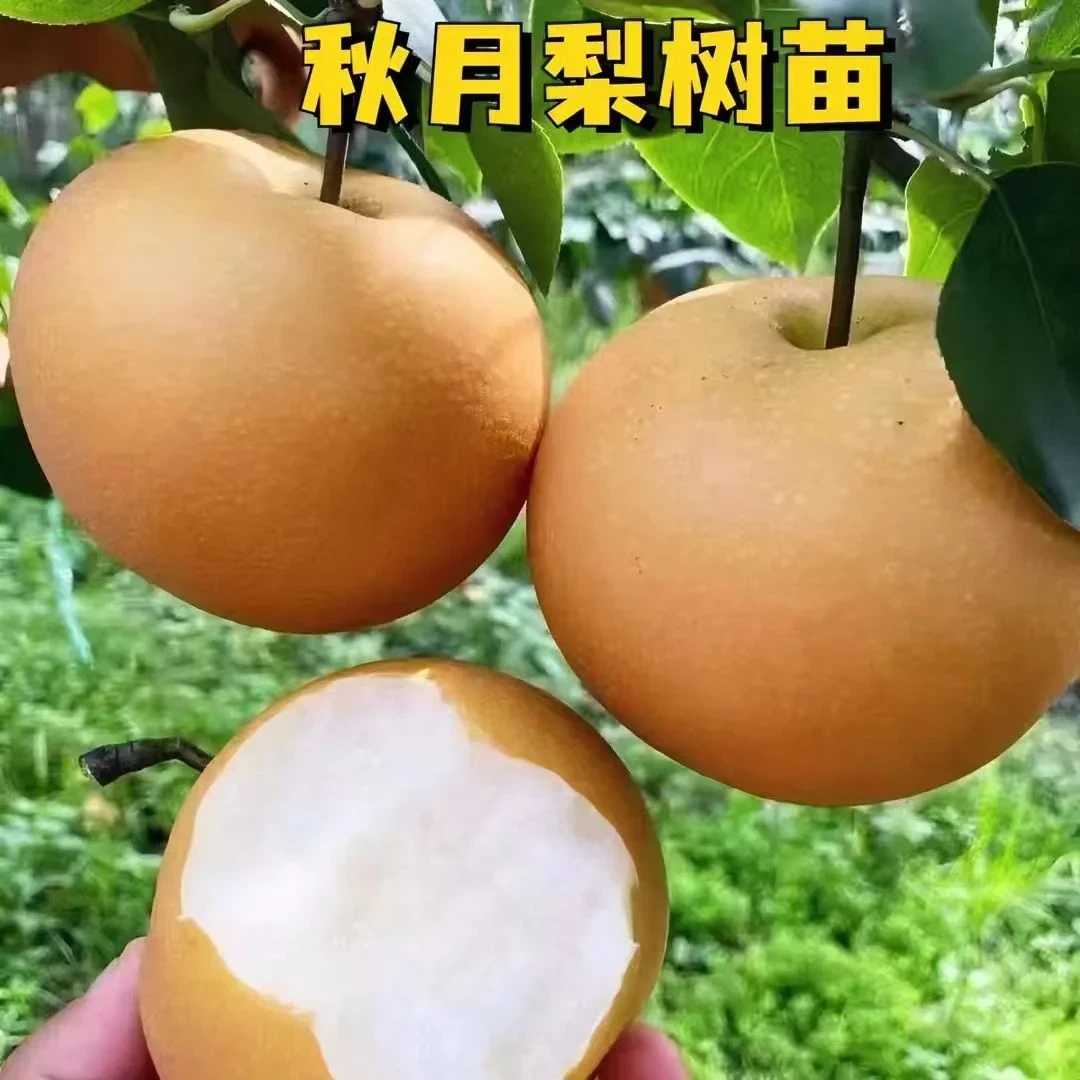 秋月梨树苗盆栽地栽
