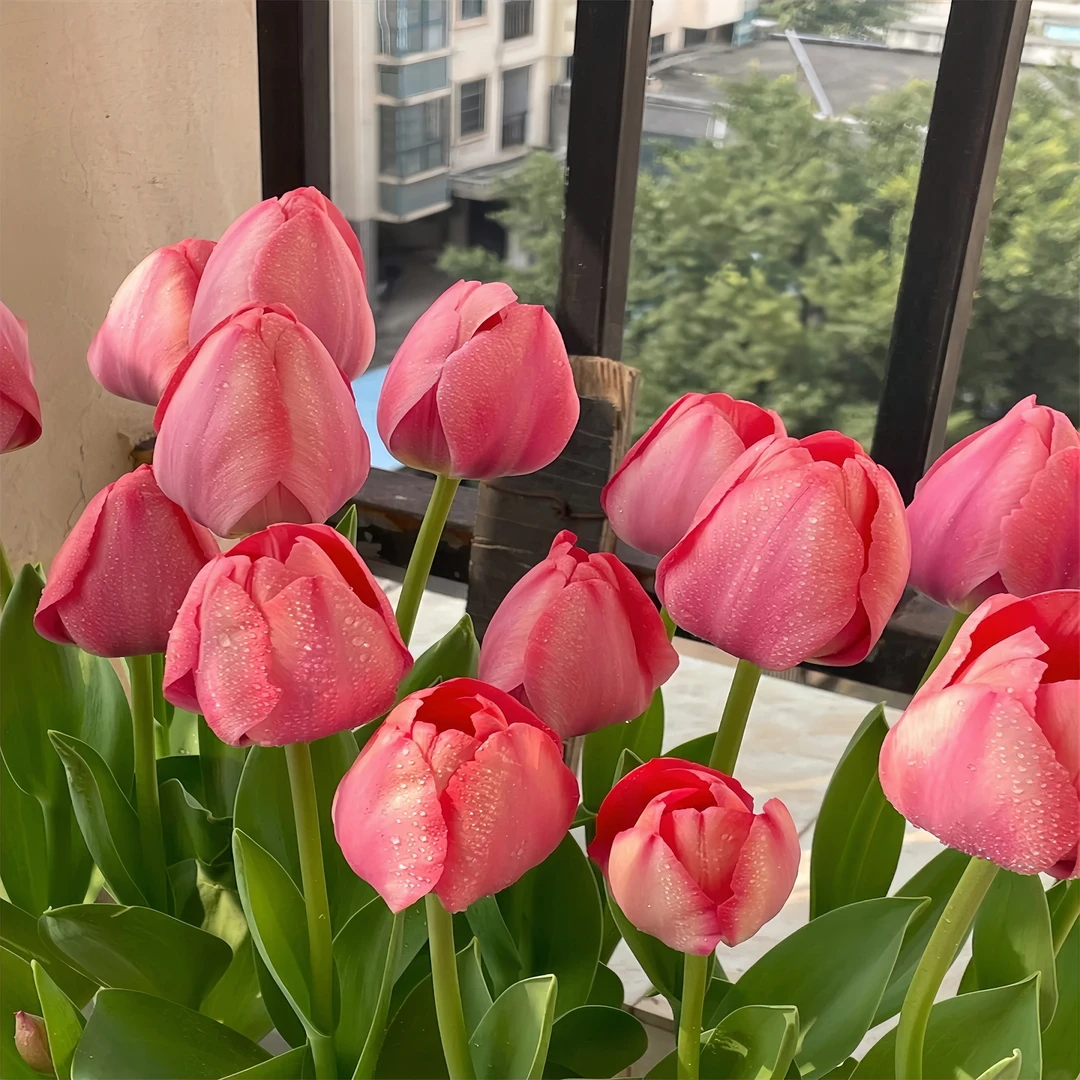 室内外土培耐热耐寒水培【快速爆花】四季开花进口正版郁金香种球