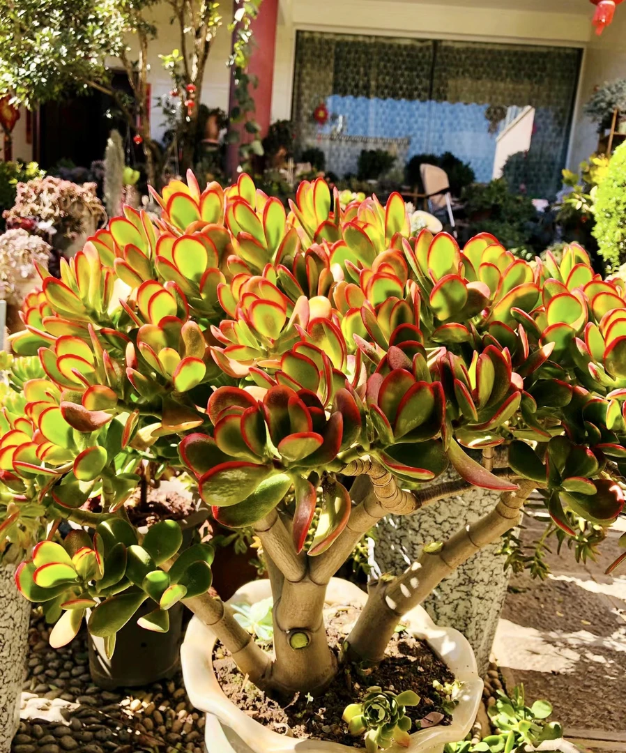 【黄金花月大】精控颜色好 家居多肉植物喜光