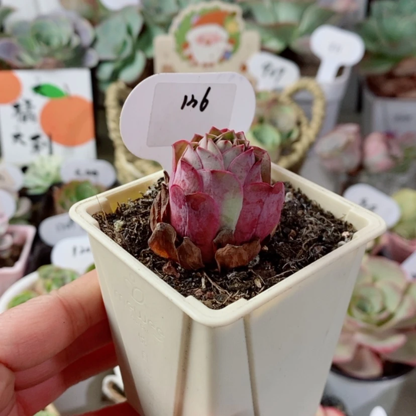 【闪购商品】刘*儿136尼娜