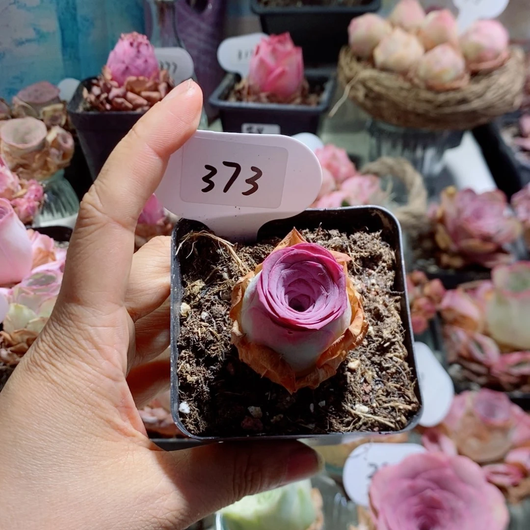 紫玉个头不大373。