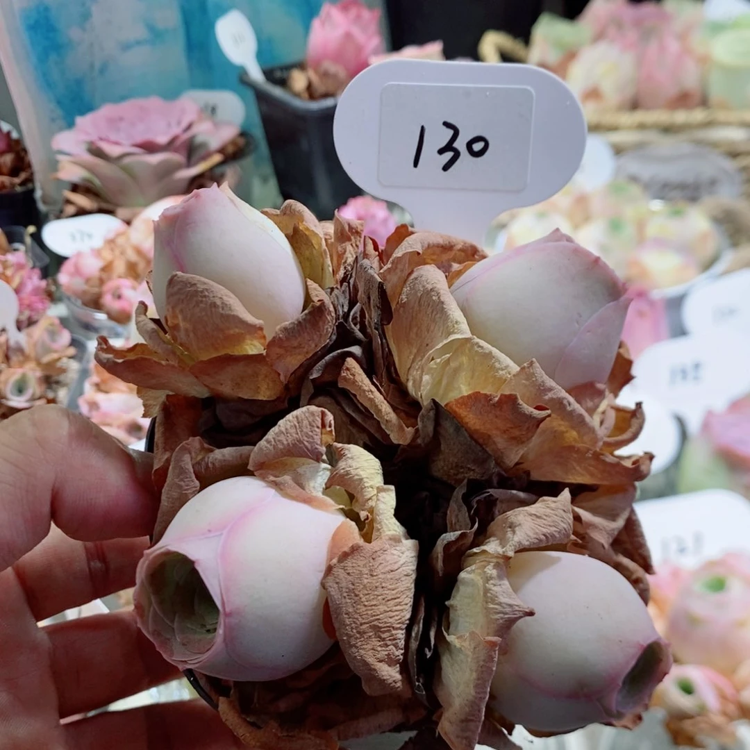 简**忆130桃夭 玫瑰多肉