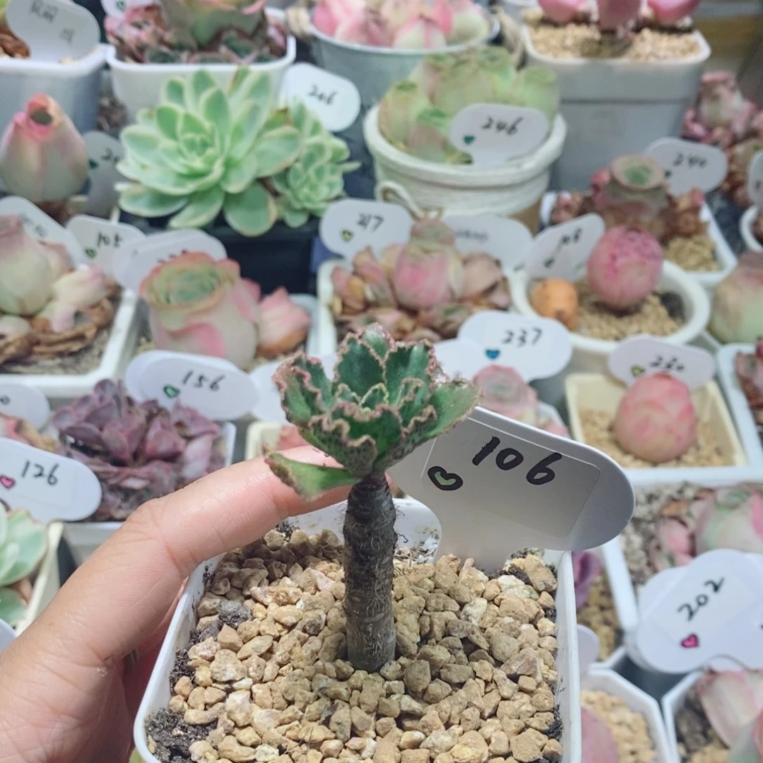 晶钻。         106。