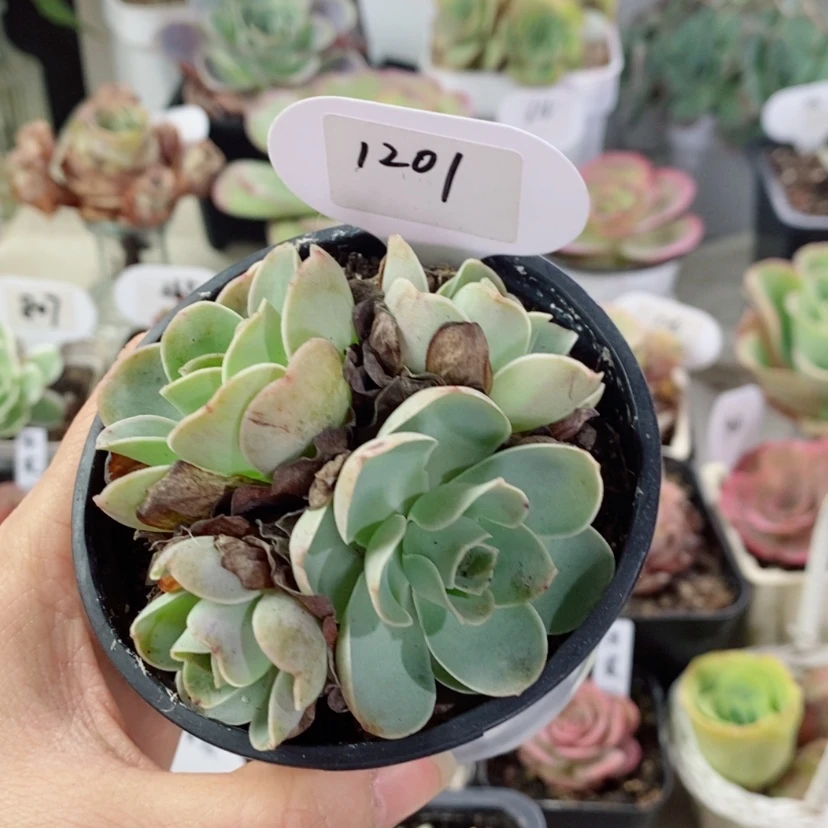 【闪购商品】耶罗1201