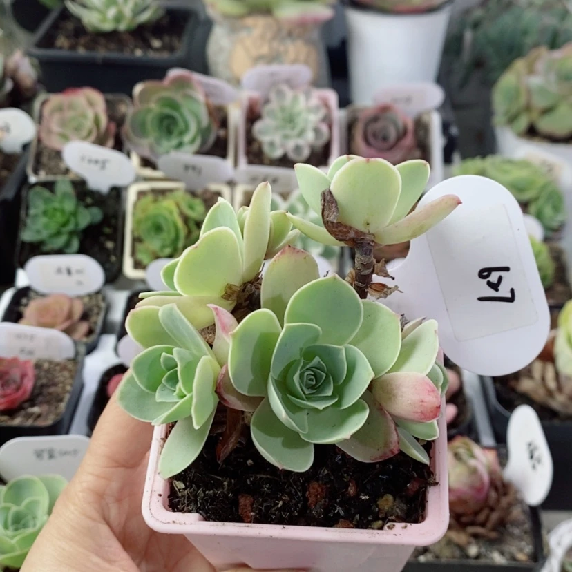 【闪购商品】罗拉627