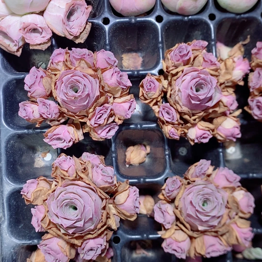 水蜜桃群6公分左右一颗（量拍）