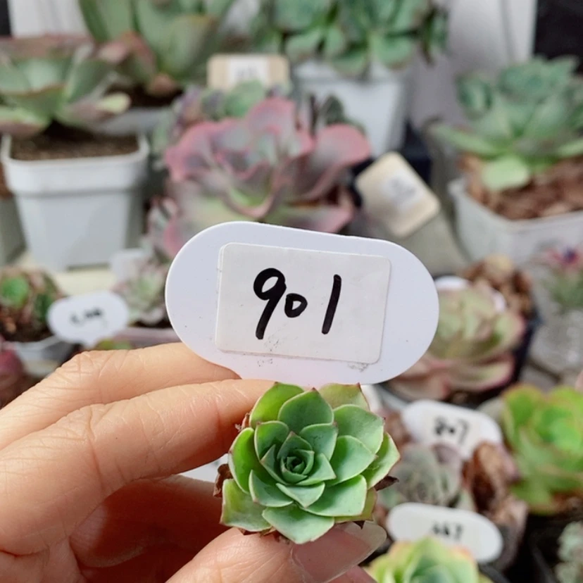 【闪购商品】丨****頭黄毛901