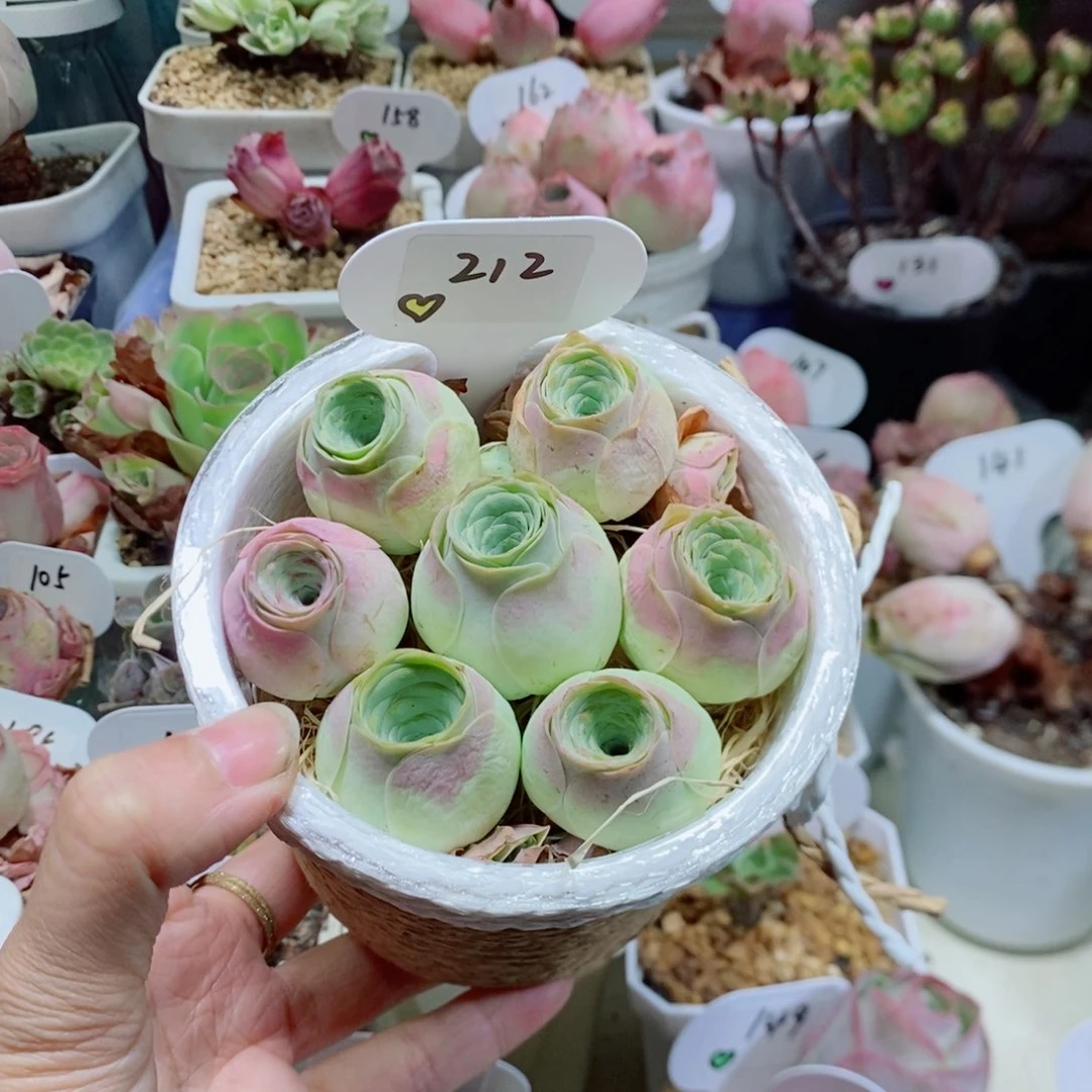 7颗水蜜桃3公分左右花桶212。