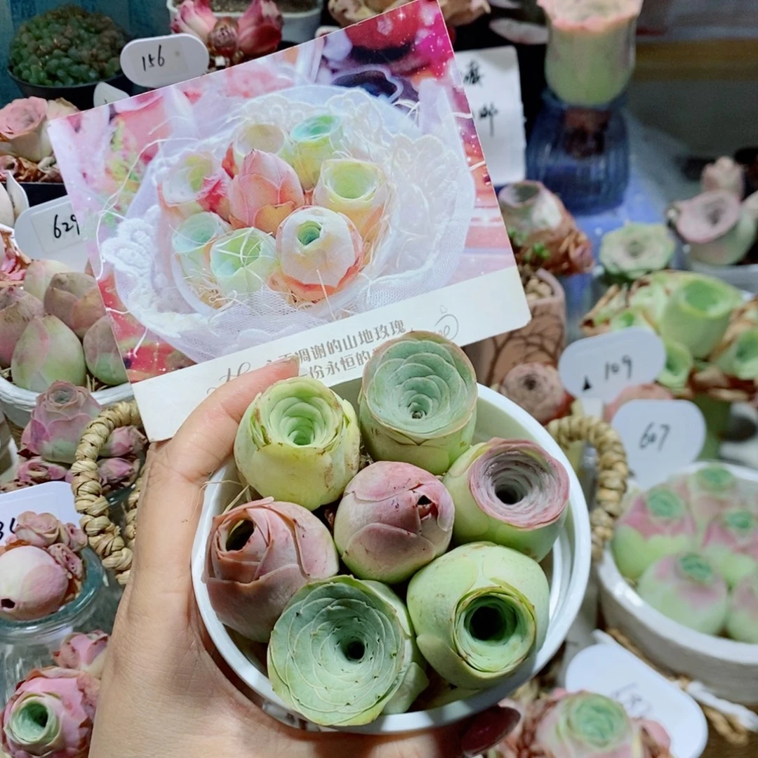 甜心小花桶7颗3公分左右（量拍）