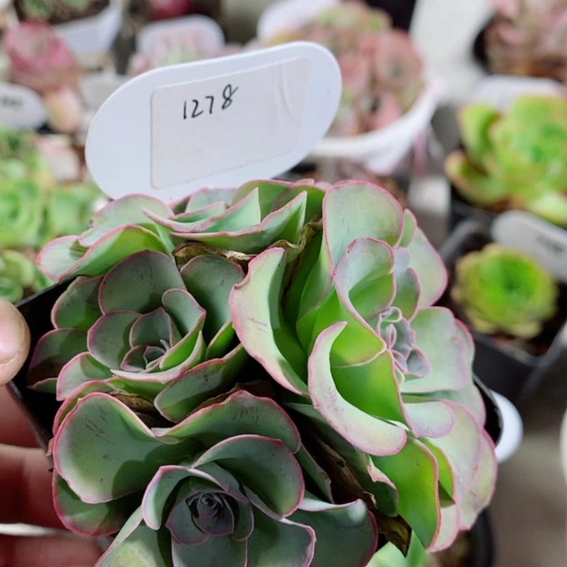 【闪购商品】水蜜桃1278