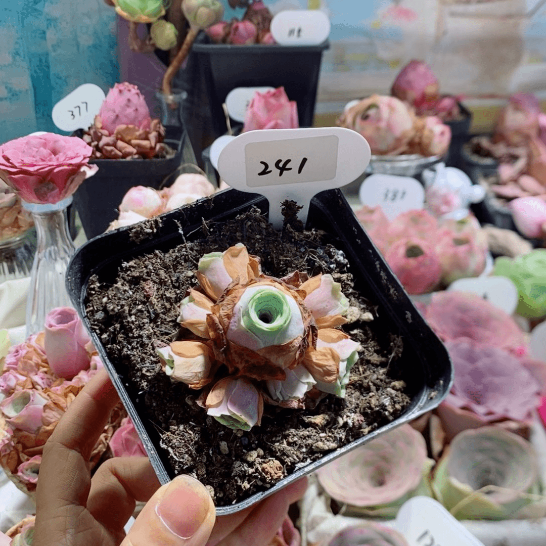 小情书手捧花福利241。