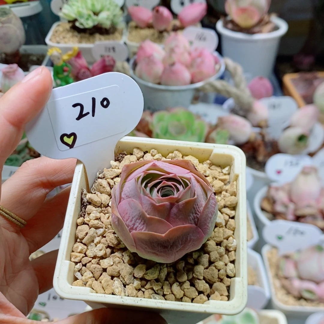 冰帕。     210。