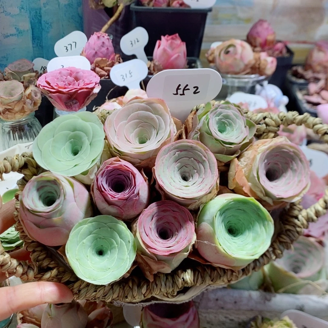 10颗组合双耳花篮552。