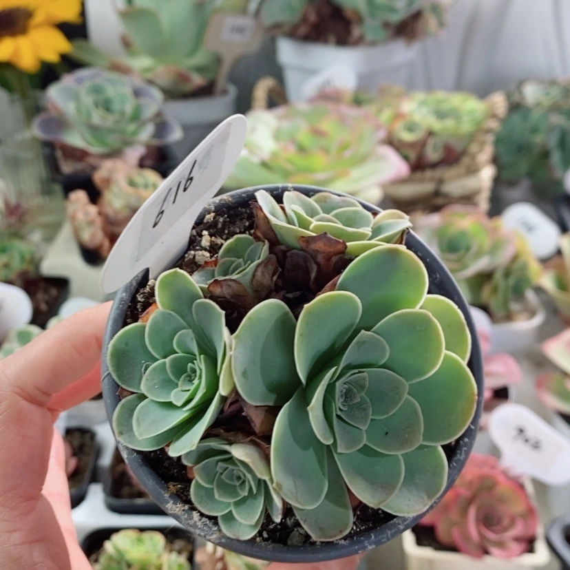 【闪购商品】616粉耶罗