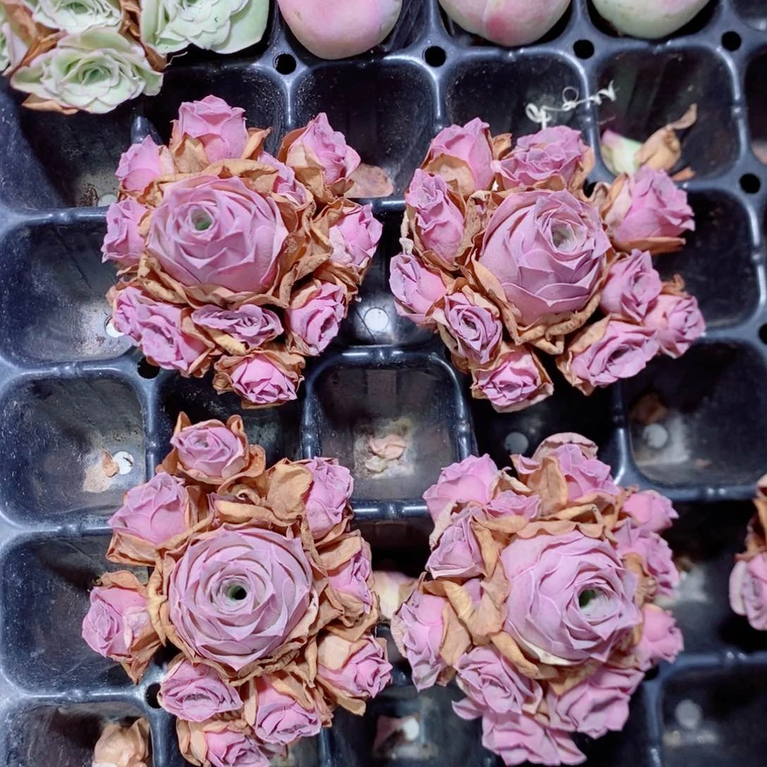 水蜜桃群6公分左右一颗（量拍）