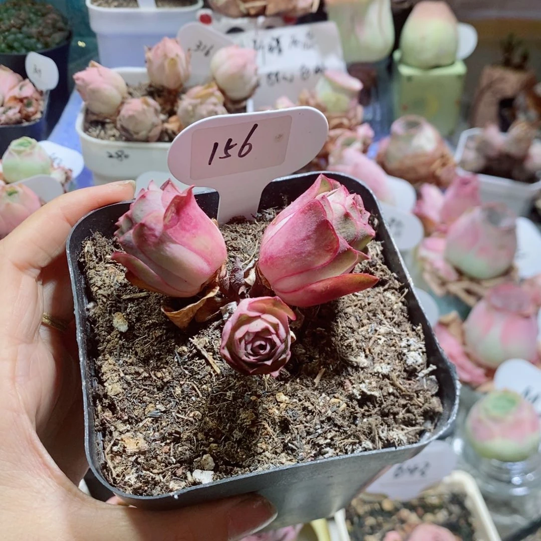 尼娜 （玫瑰法师杂）156。    多肉