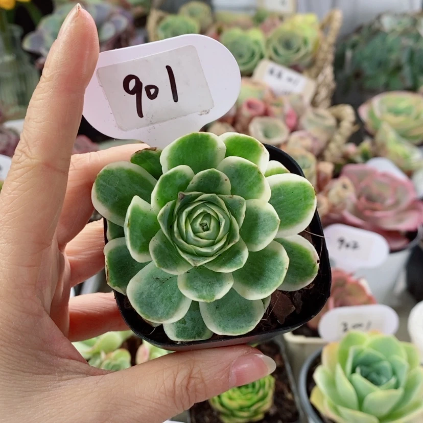 【闪购商品】富轮锦901