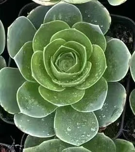 山地玫瑰水蜜桃