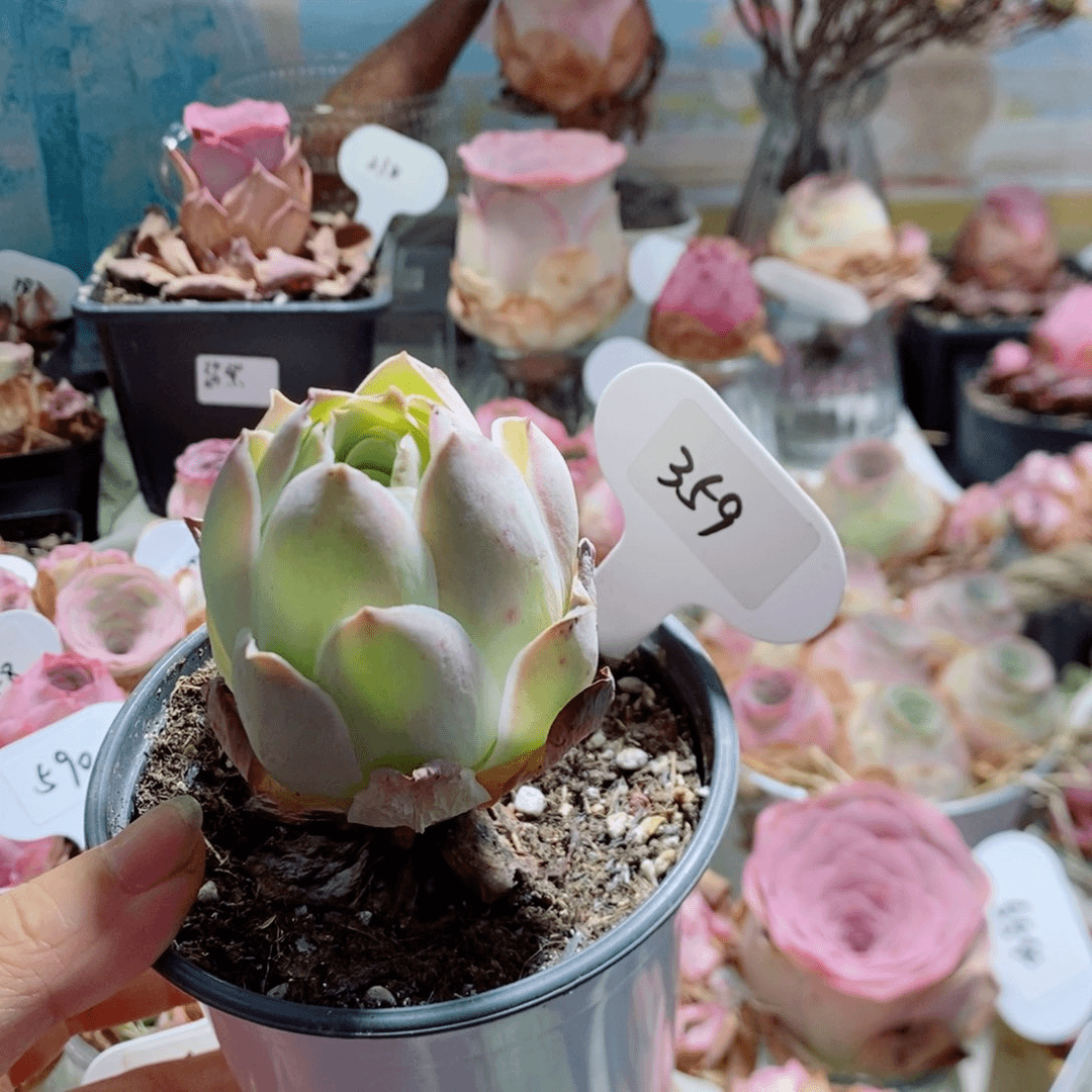 粉耶罗福利359。