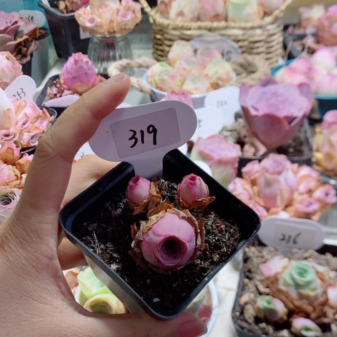 紫玉319个头不大